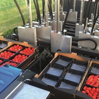 The conveyor belt delivers the berries to the packaging area.