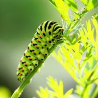 caterpillar climbing a tree